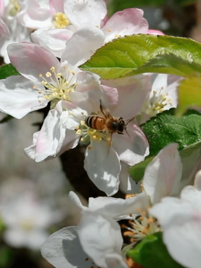 Biodiversitet i plantagerne