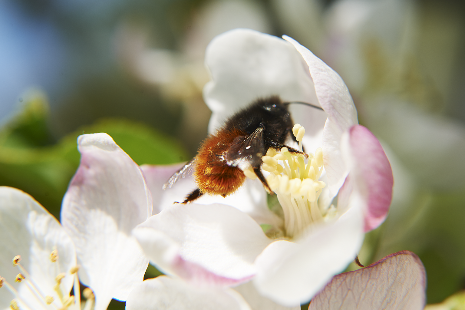 abeille qui butine